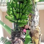 Apartment Charming In Costa Del Silencio, 45 M², Near Pool Costa Del Silencio