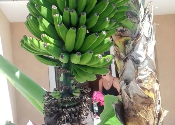 شقة Charming In Costa Del Silencio, 45 M², Near Pool طوستا ديل سيلونثيو